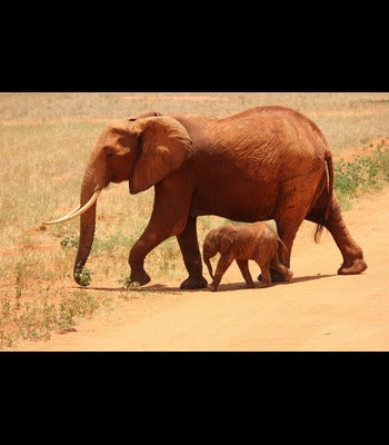 pexels-pixabay-66898 (1).jpg